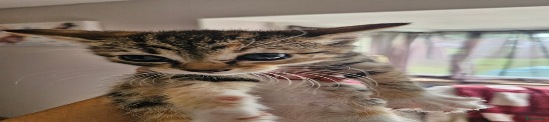 Mixed Breed Kitten 2
