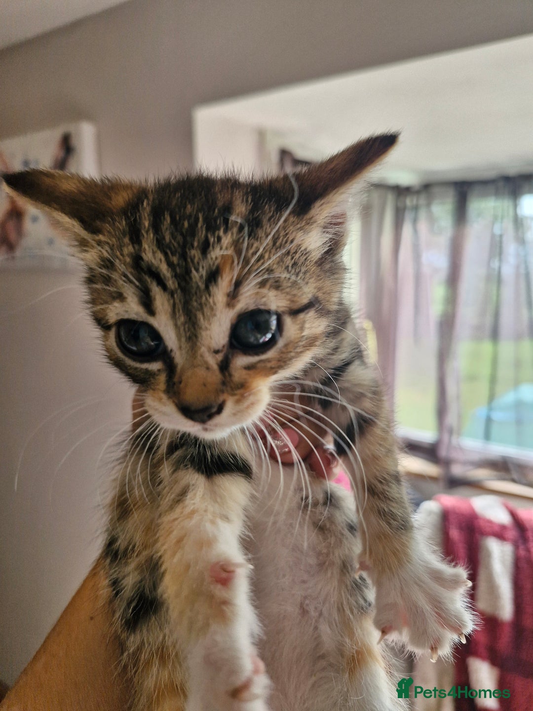 Mixed Breed cats for sale: Mixed breed kittens  - Image 2