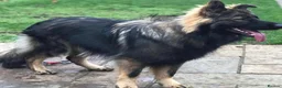 German Shepherd dogs for sale: KC Registered German Shepard Boy 🐾🐾🐾 - Advert 7