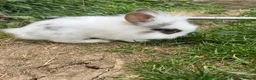 Lionhead rabbits for sale: Lionhead rabbits with starter pack in Ripley - Advert 11