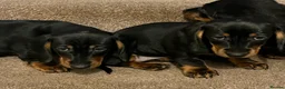 Dachshund dogs for sale: 💕dachshund puppies💙 - Advert 3