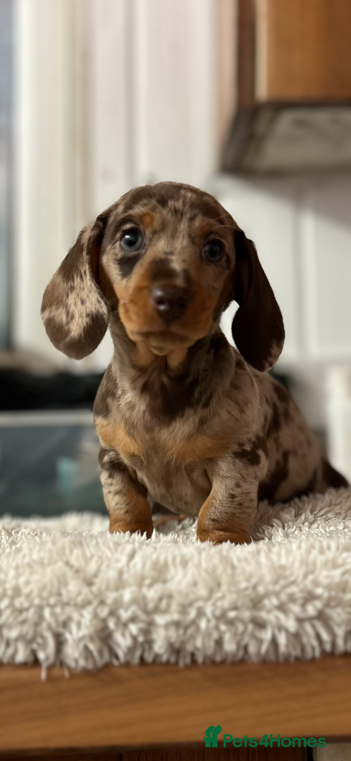 Miniature Dachshund dogs Dachshund (Miniature) beautiful Puppies  - Advert 16