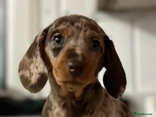 Miniature Dachshund dogs Dachshund (Miniature) beautiful Puppies - Advert 16