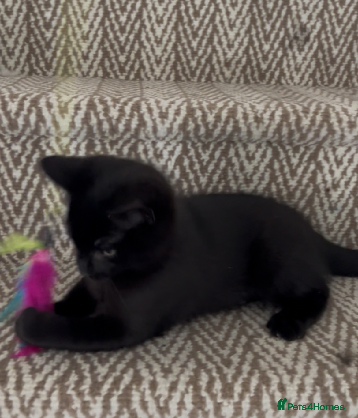 Mixed Breed cats 1 BLACK MALE FLUFFY RAGDOLL KITTEN LEFT!! !! - Advert 2