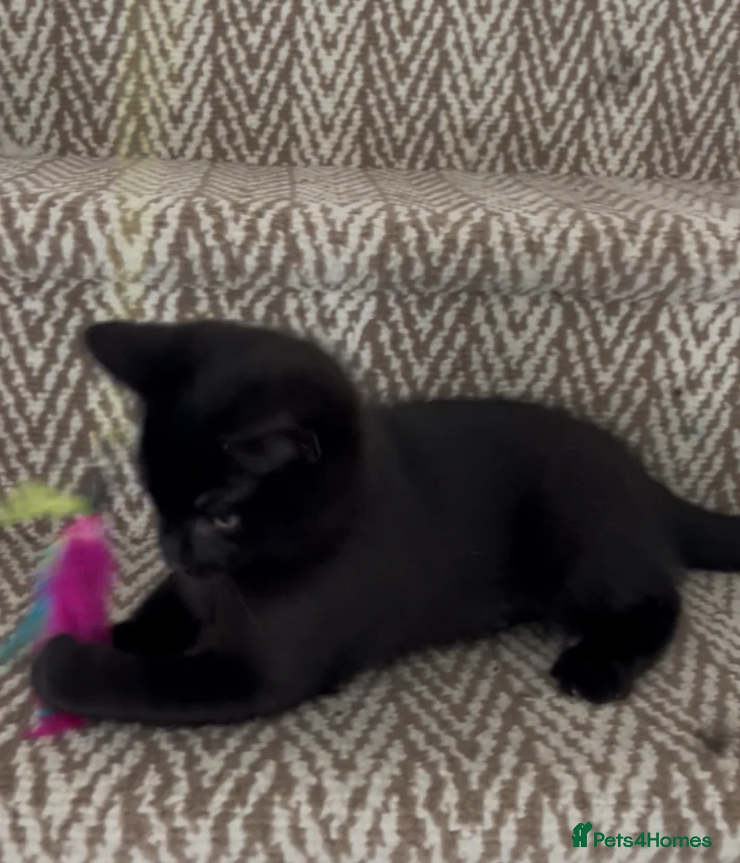 Mixed Breed cats for sale: 💕£70 DEEPLY AFFECTIONATE MALE RAGDOLL X  🐈‍⬛ 💕 - Advert 2