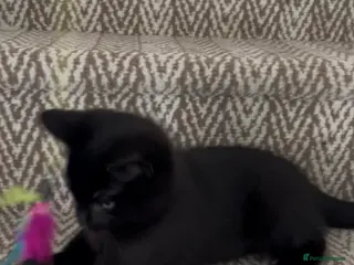 Mixed Breed cats 1 BLACK MALE FLUFFY RAGDOLL KITTEN LEFT!! !! - Advert 13