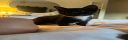 Domestic Shorthair cats for sale: Two kittens  - Advert 5