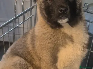 Akita dogs AMERICAN AKITA FEMALES BLACK MASK BEARS - Advert 10