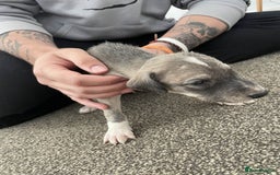 Greyhound dogs for sale: Greyhound Puppy - Image 3