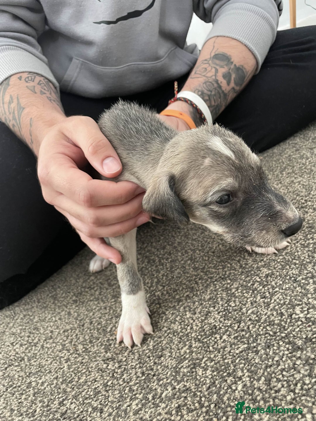 Greyhound dogs for sale: Greyhound Puppy - Image 3