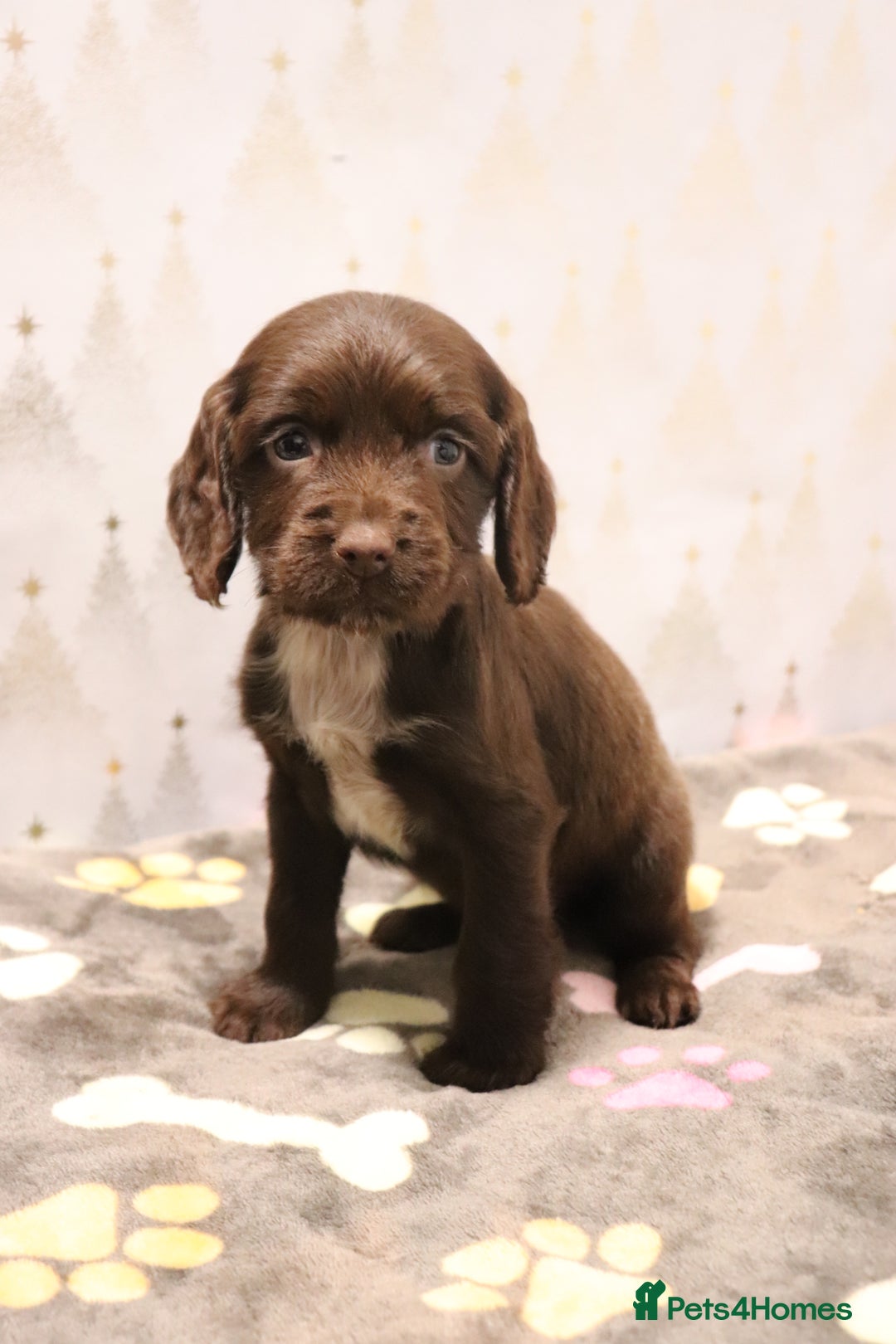 Cocker Spaniel dogs for sale: Fully Health Tested Cocker Spaniel Puppies  - Advert 29