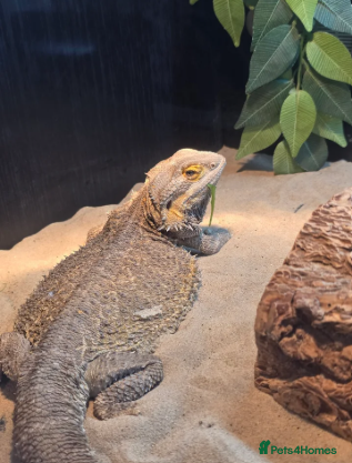 Bearded Dragon reptiles Looking for a new home for Izzy - Advert 5