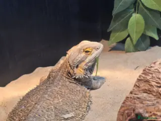 Bearded Dragon reptiles Looking for a new home for Izzy - Advert 2