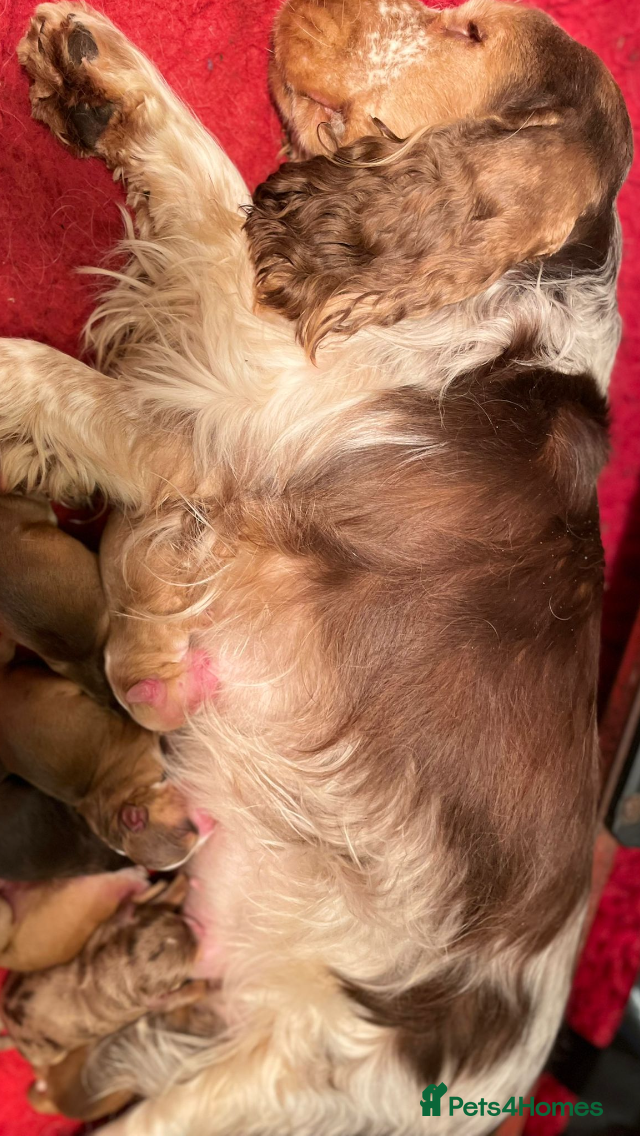 Cockapoo dogs Exceptional litter of show bred F1 Cockapoos  - Advert 1