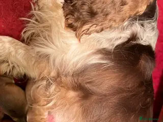 Cockapoo dogs Exceptional litter of show bred F1 Cockapoos - Advert 1