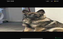 German Shepherd dogs for stud: KC sable male for stud  in Birmingham - Image 20