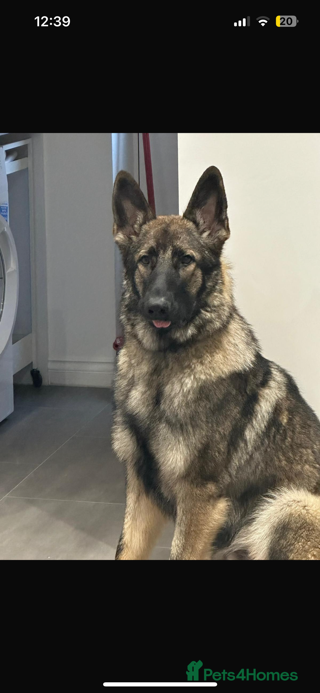 German Shepherd dogs for stud: KC sable male for stud  in Birmingham - Image 20