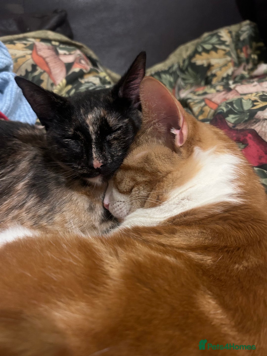 Domestic Shorthair cats for sale: Cheeto  - Advert 7