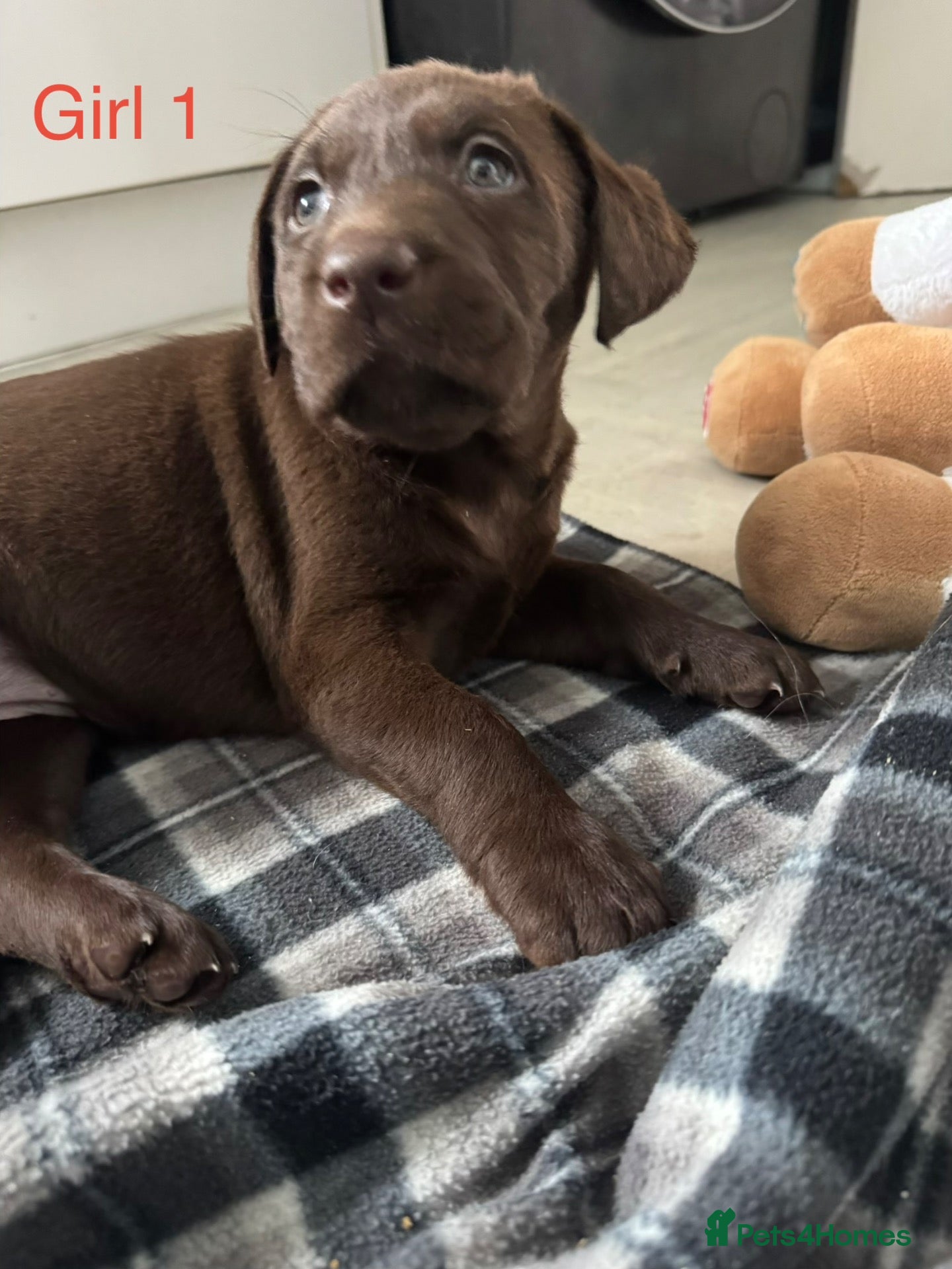 Labrador Retriever dogs Chunky chocolate Labrador puppies  - Advert 2