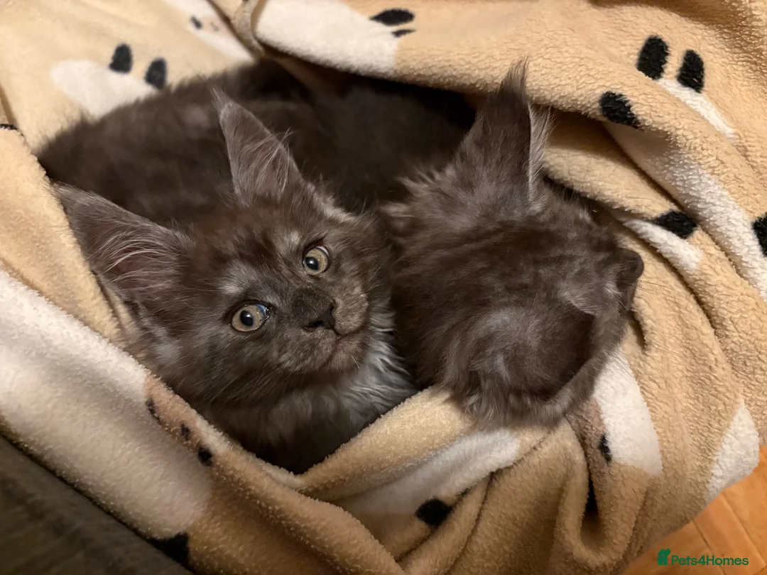 Maine Coon cats for sale: Maine Coon kittens ❤️❤️❤️❤️ in Colchester - Advert 15