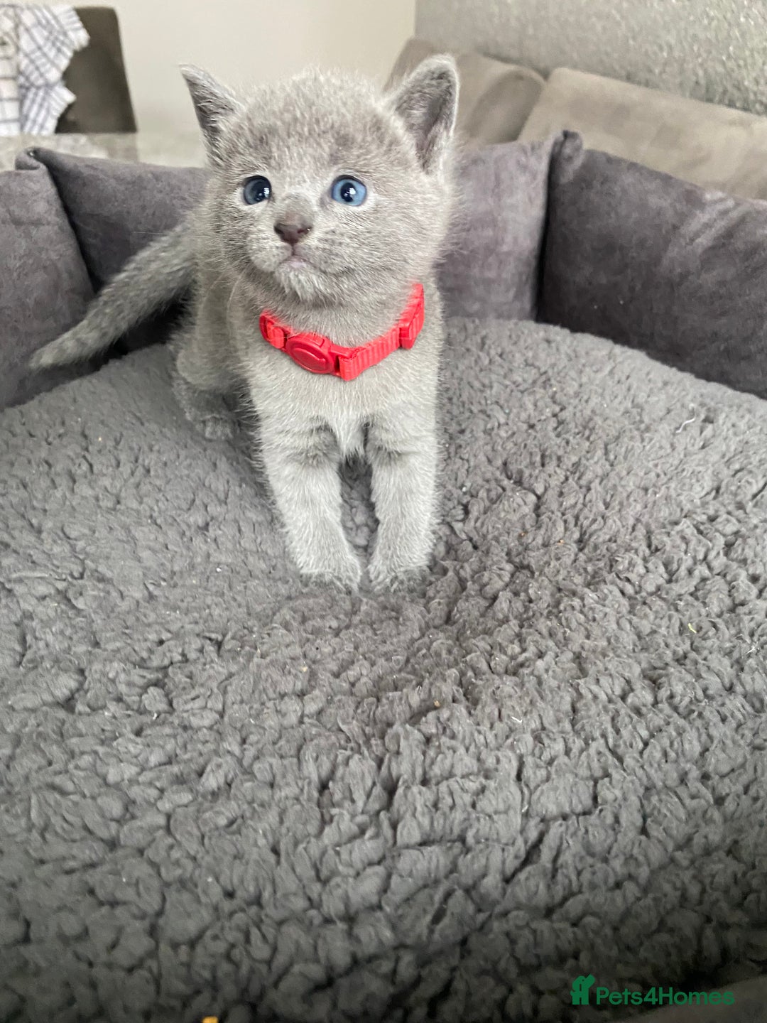 Russian Blue cats for sale: Russian blue kittens  - Advert 23