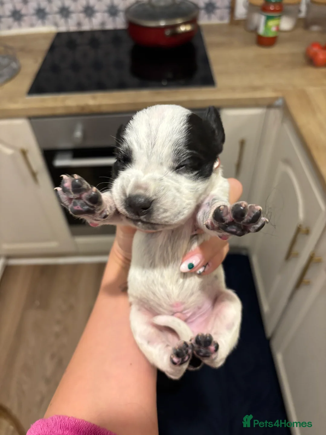 Mixed Breed dogs for sale: Spaniel x staffy puppies  - Advert 7