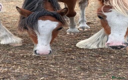 Irish Cob horses for sale: Buddy - Image 7