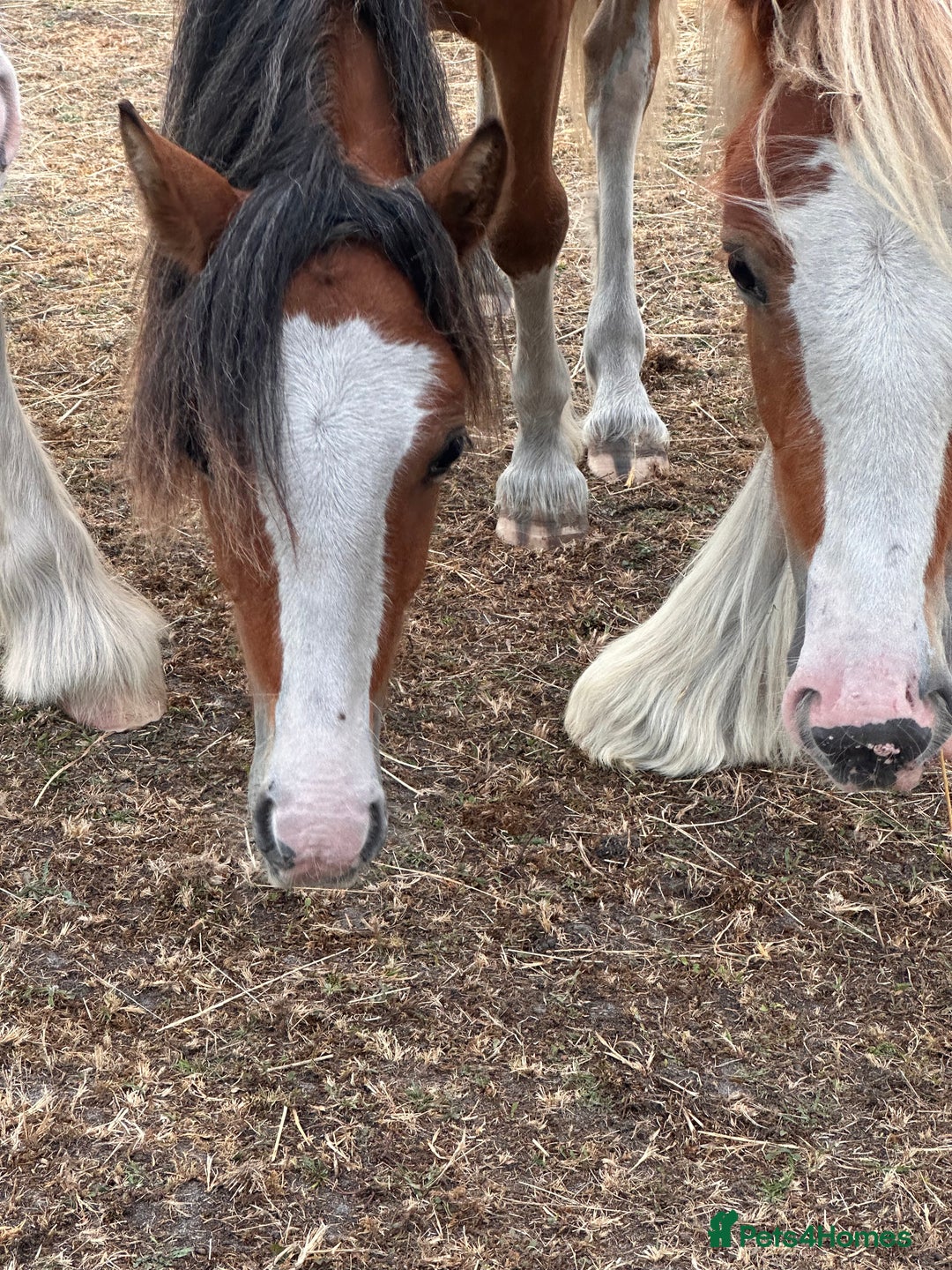 Irish Cob horses for sale: Buddy - Image 7