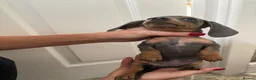 Dachshund dogs for sale: Merle dashaund - Advert 9