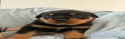 Rottweiler dogs for sale: Rottweiler puppies in Liskeard - Advert 7