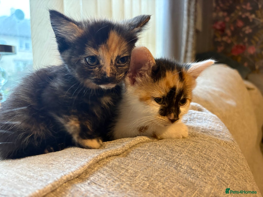 Mixed Breed cats for sale: 4 babies available 2 male 2 female  - Image 8