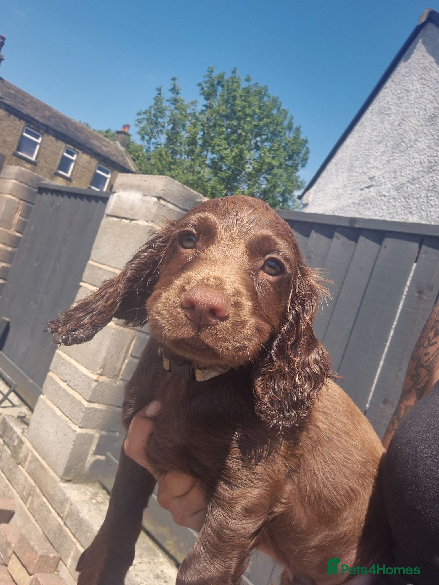 Cocker Spaniel dogs Working cocker pups - Advert 2