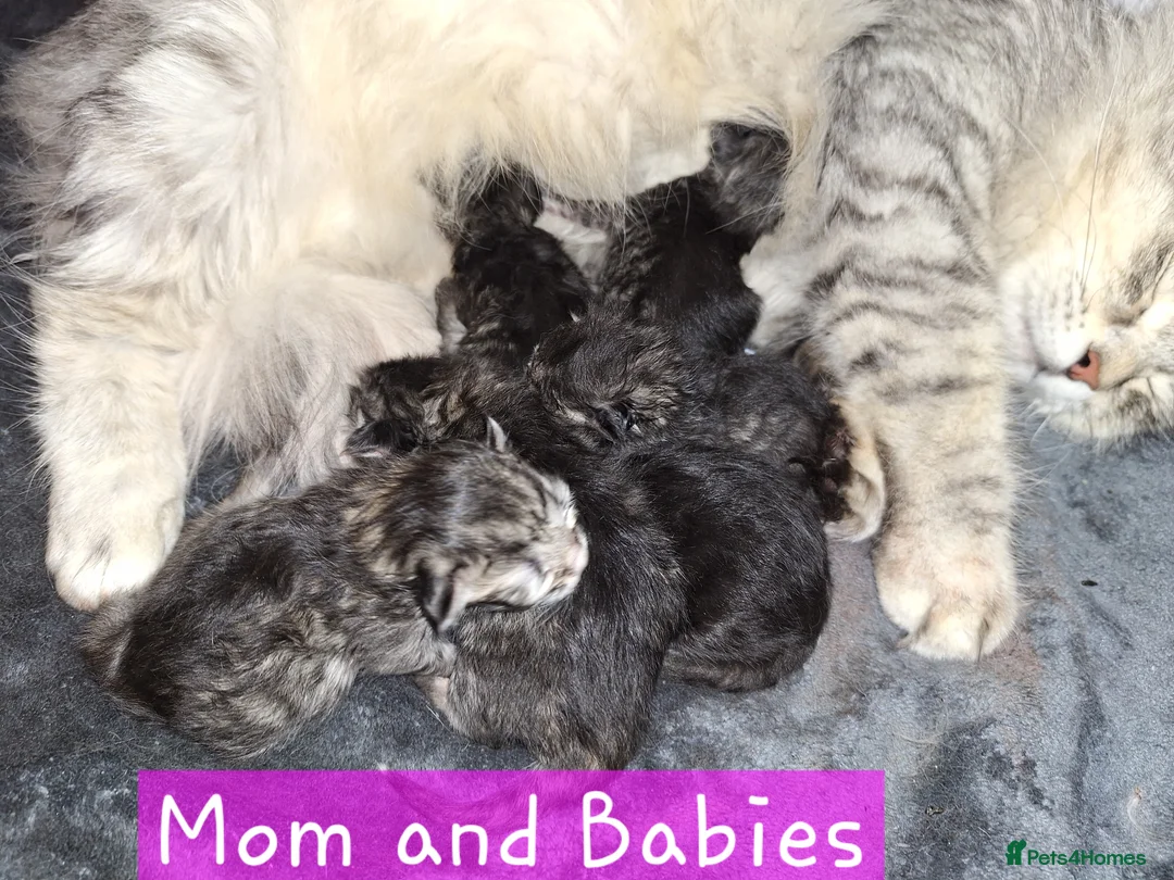 Siberian cats for sale: 6 Siberian Kittens looking for fureva homes  - Advert 2