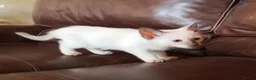 Siamese cats for sale: Siamese and Ragdoll cross kittens (Ragamese) - Advert 4