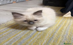 Ragdoll cats for sale: GCCF REGISTERED RAGDOLL KITTENS. 4  BOYS - Image 13