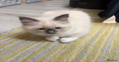 Ragdoll cats - Advert 6