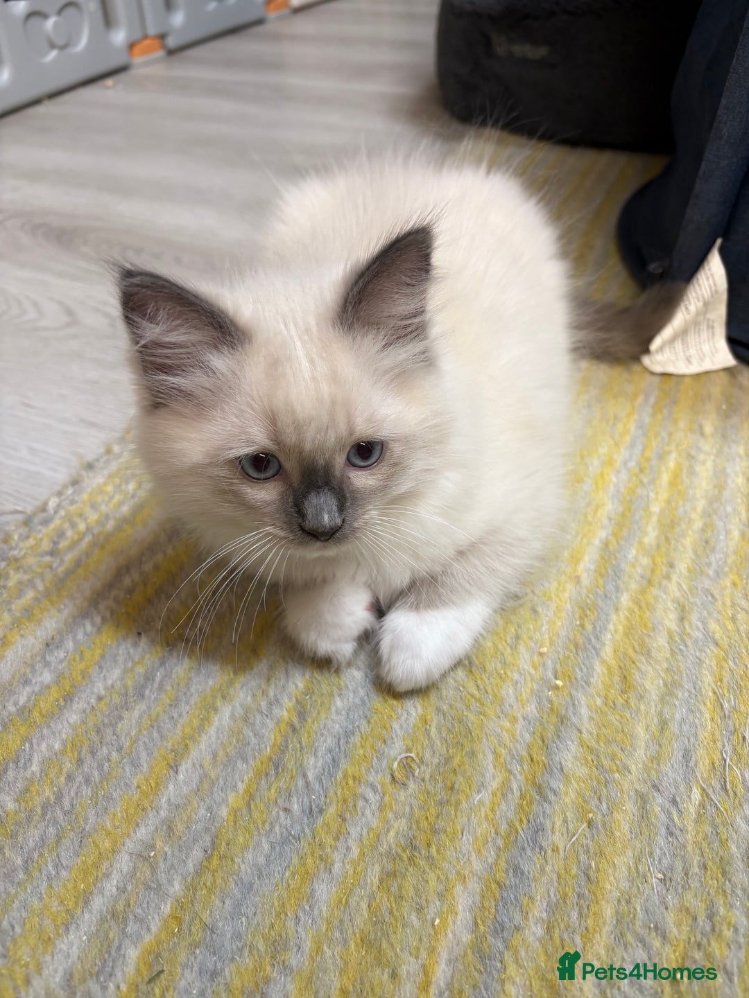 Ragdoll cats for sale: GCCF REGISTERED RAGDOLL KITTENS. 4  BOYS - Image 13