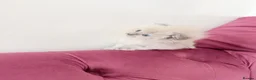 Scottish Fold cats for sale: Beautiful kittens🌹🤭 - Advert 5