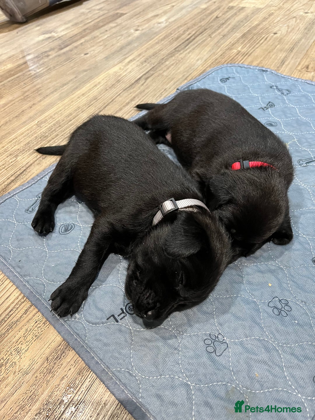 Labrador Retriever dogs for sale: Black Labrador Puppies for sale  - Image 6