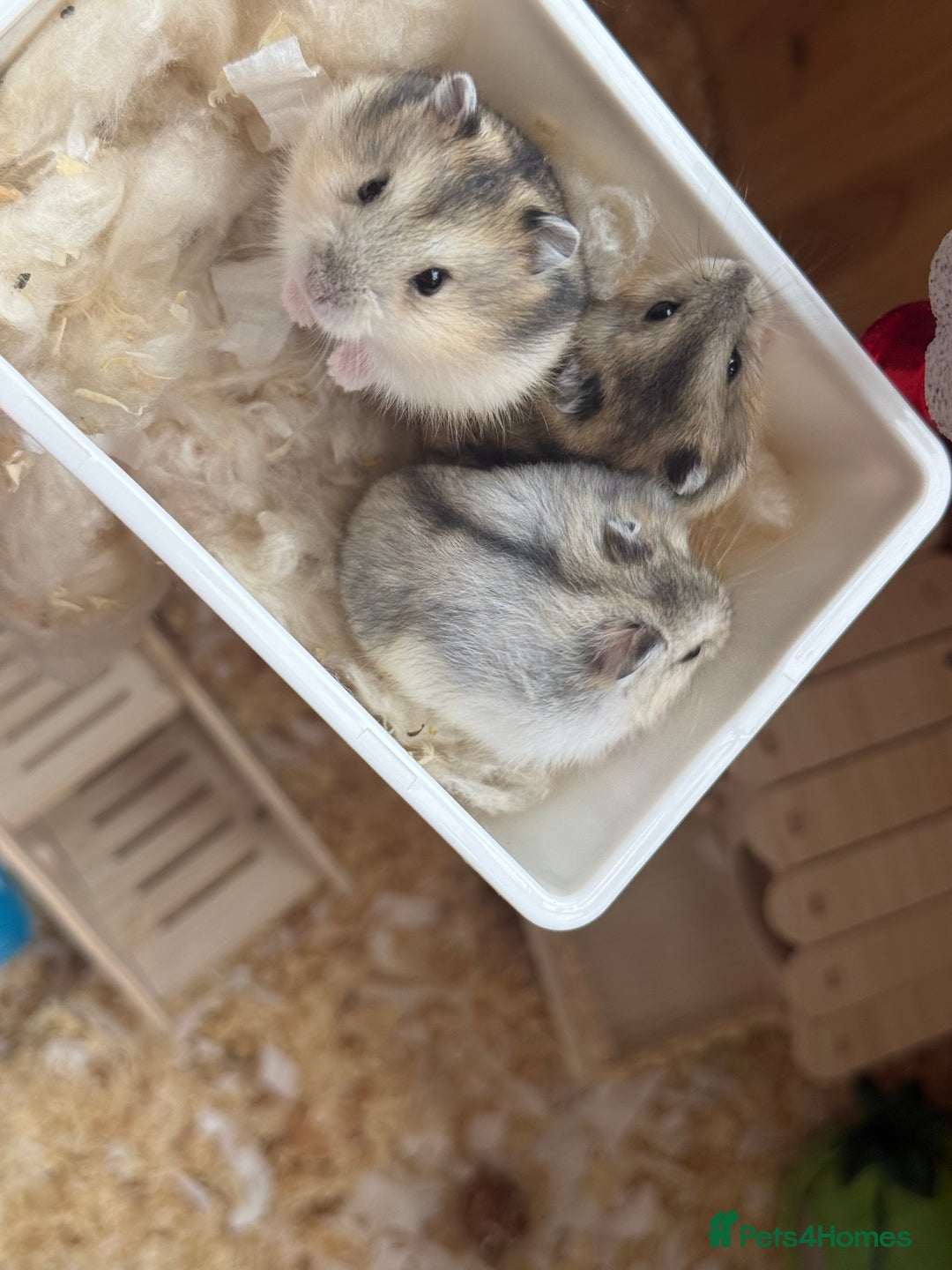 Hamster rodents for sale: 🐹 baby winter white hamsters for sale also dad 🐹 - Image 3