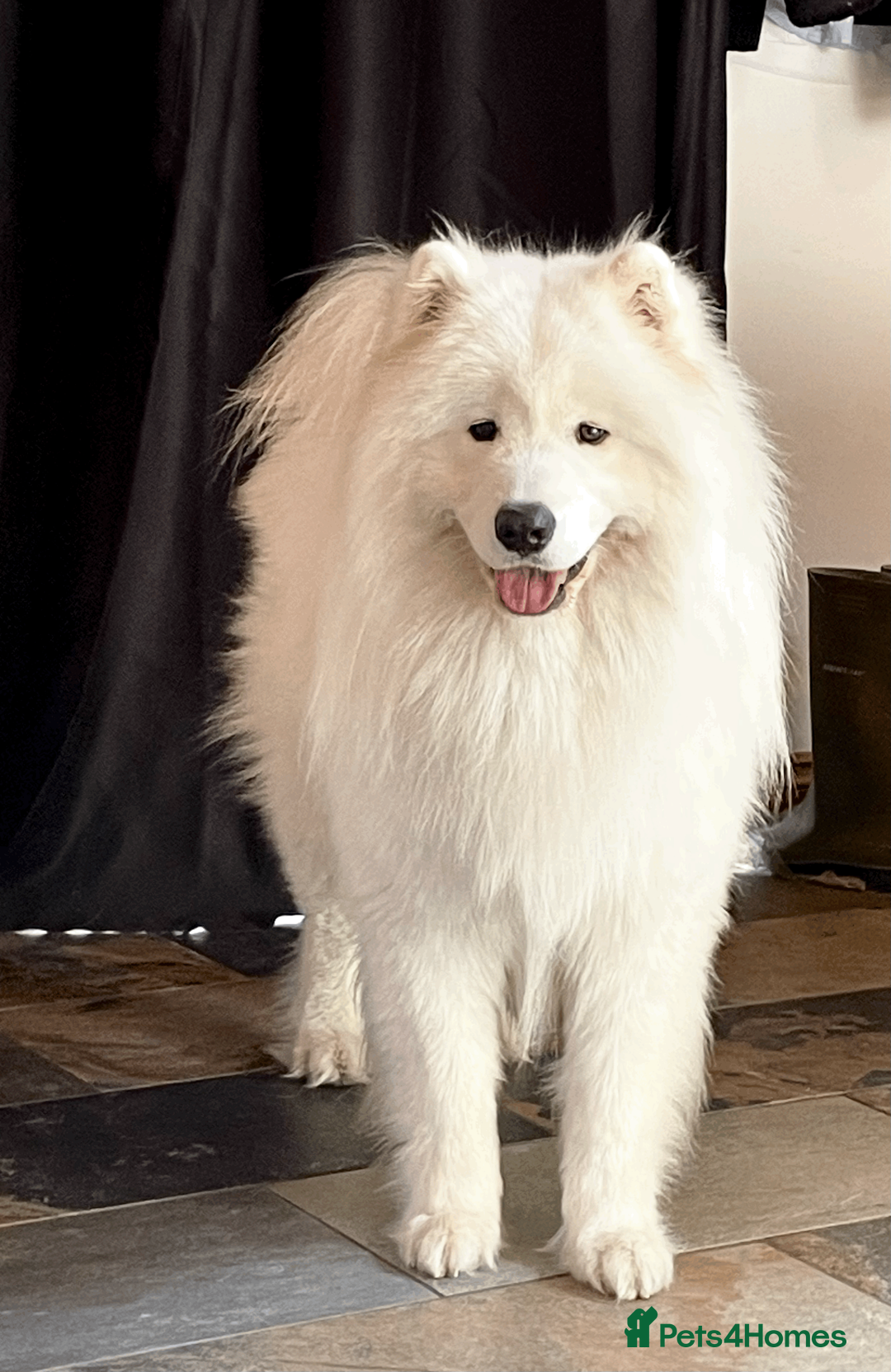 Samoyed dogs for stud: Health Tested, Proven, Show Samoyed for Stud - Advert 1