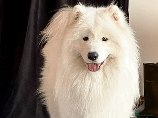 Samoyed dogs Health Tested, Proven, Show Samoyed for Stud - Advert 1