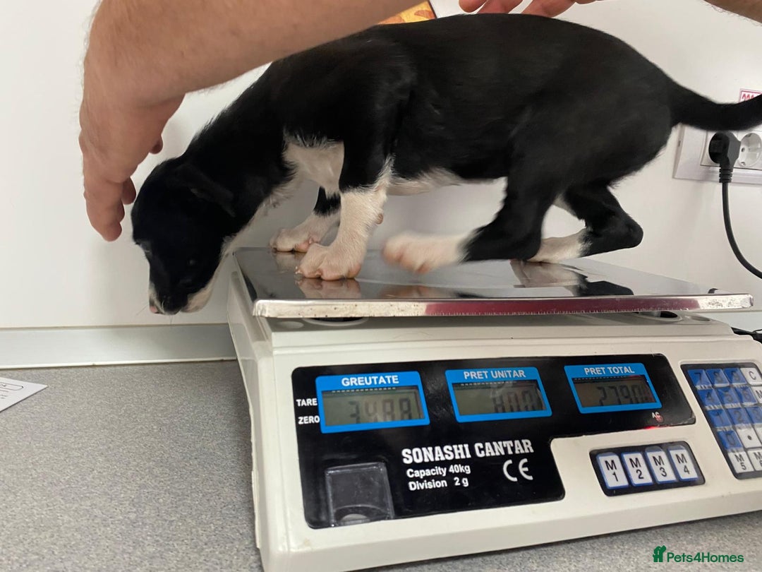 Mixed Breed dogs for adoption: Meet LUNA, a Lovely Puppy Girl - for a Loving Home - Image 30
