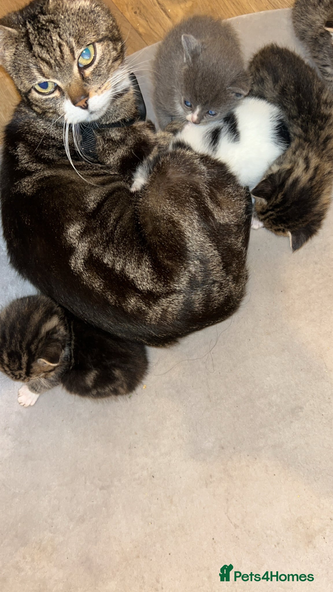 Mixed Breed cats 5 kittens  - Advert 4