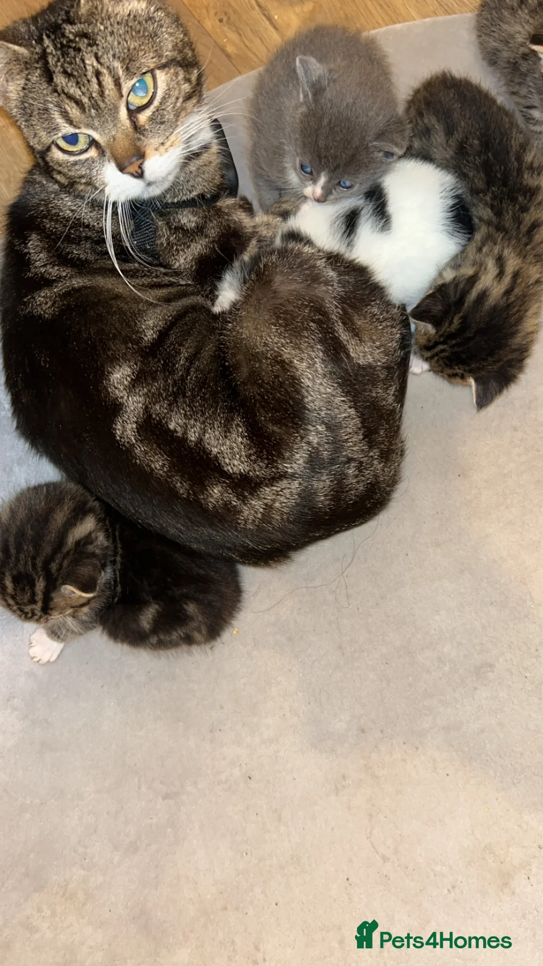 Mixed Breed cats for sale: 5 kittens  - Advert 1