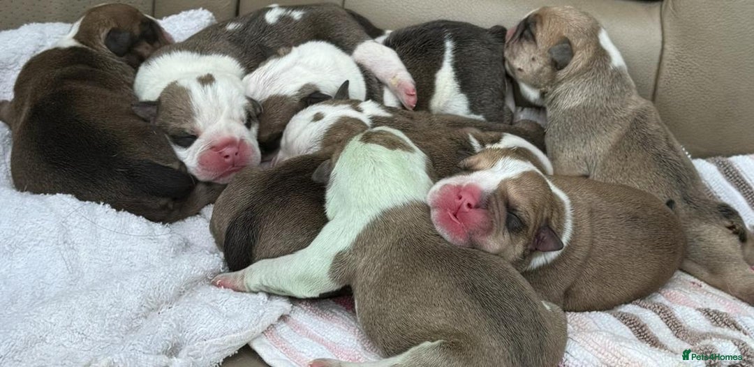 English Bulldog dogs for sale: 9 registered new age bulldogs (1 FEMALE REMAINING) - Advert 5