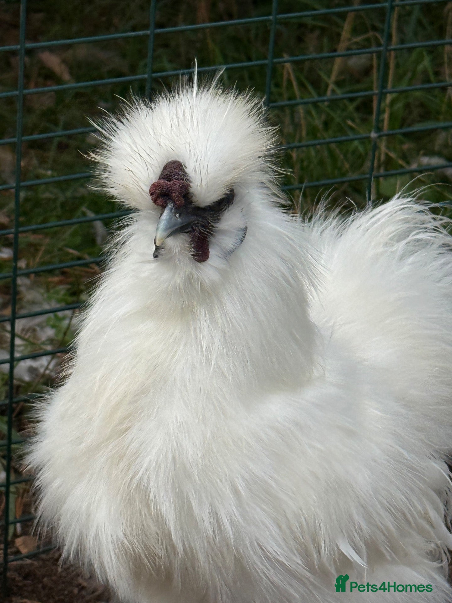 Chickens poultry White mini silkies  - Advert 10