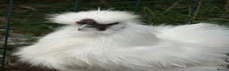 Chickens poultry for sale: White mini silkies  - Advert 1