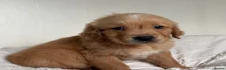 Golden Retriever dogs for sale: 8 gorgeous Golden Retriever puppies  - Advert 6