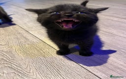 Mixed Breed cats for sale: Mixed breed Kittens M & F (British Blue mother) - Image 3